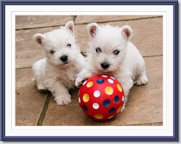 two puppies with red ball